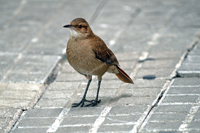 Montevideo, Uruguay, 2017-8DS-9272 Rufous Hornero Ovenbird